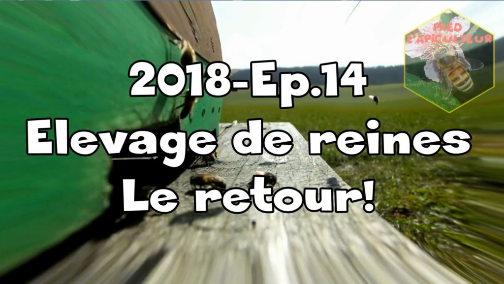 2018-Ep.14- Elevage de reines. Le retour!