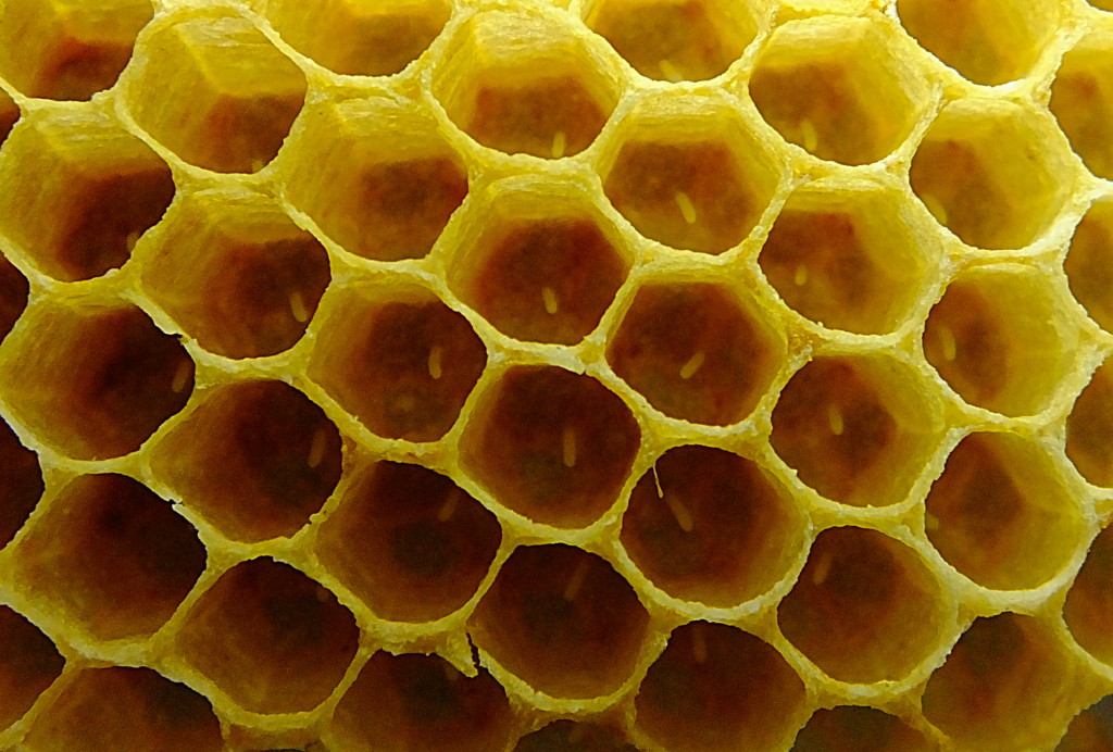 Vérification des reines Arista 2018
