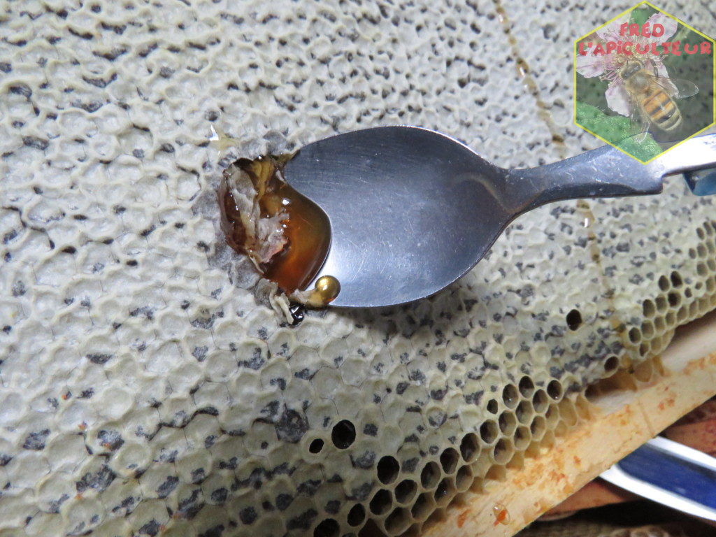 Etalonner son réfractomètre à miel avec de l'huile d'olive - FRED  L'APICULTEUR - Exometeofraiture