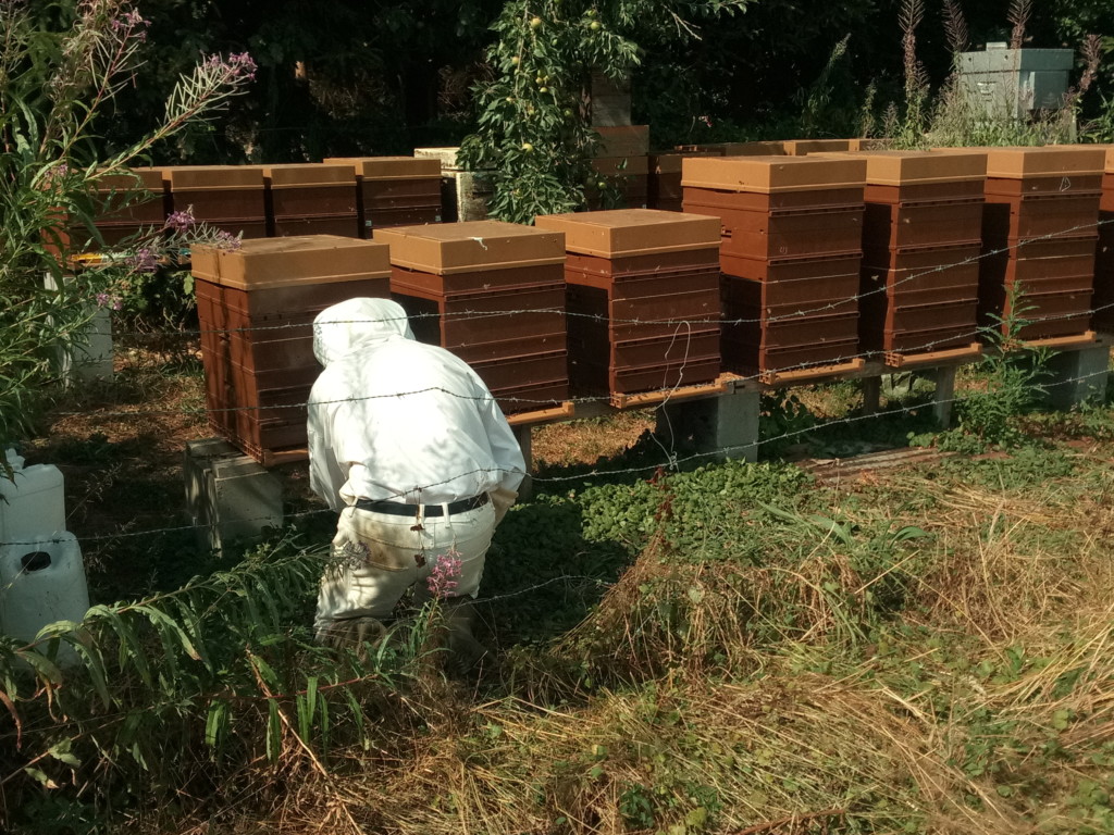 Premiers résultats projet Beesyn