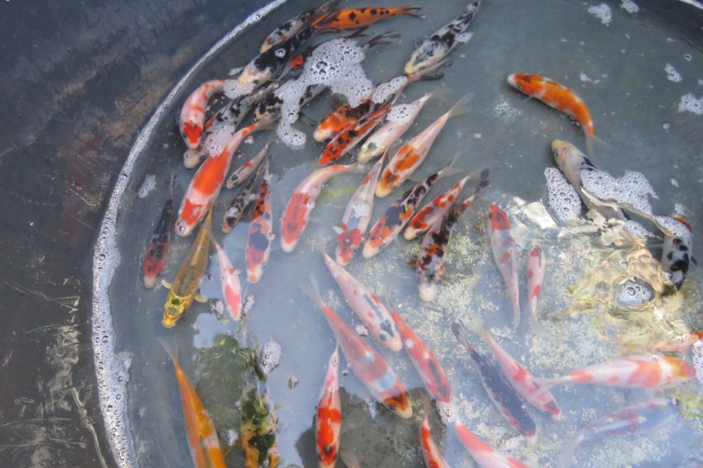 Tri des jeunes carpes Koi
