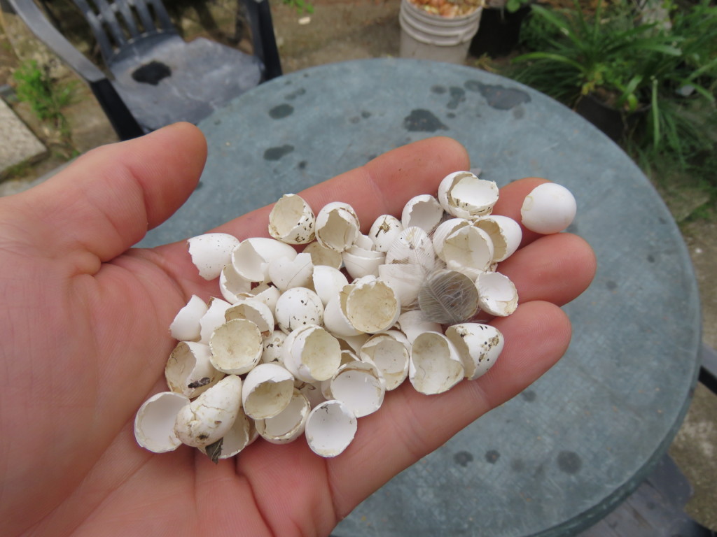 Mes hirondelles; bilan 2018