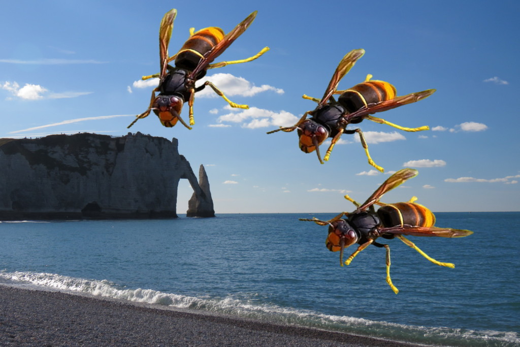 Frelon asiatique en Normandie