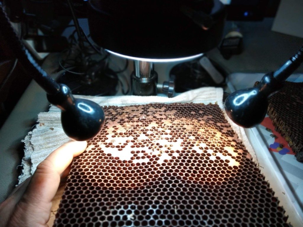 Coin de ruche (angle) pour maintenir les éléments