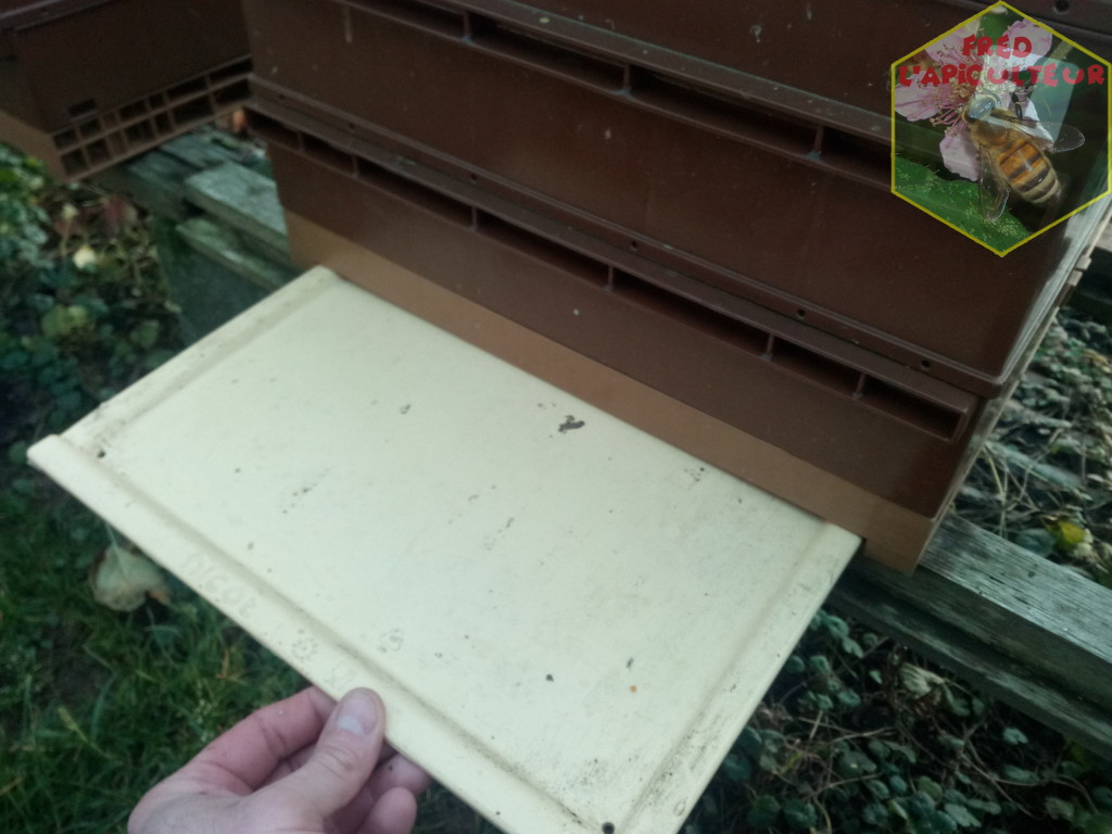 Comptage hivernal de Varroa