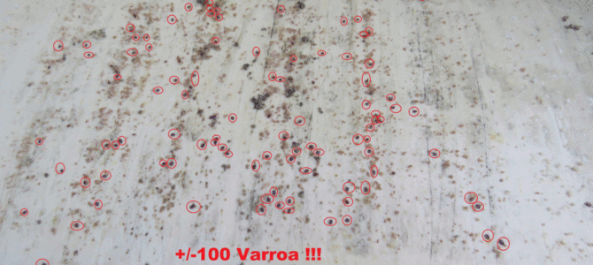 Apiculture: Utilisation d’un modérateur d’acidité à l’acide oxalique dans la lutte contre Varroa
