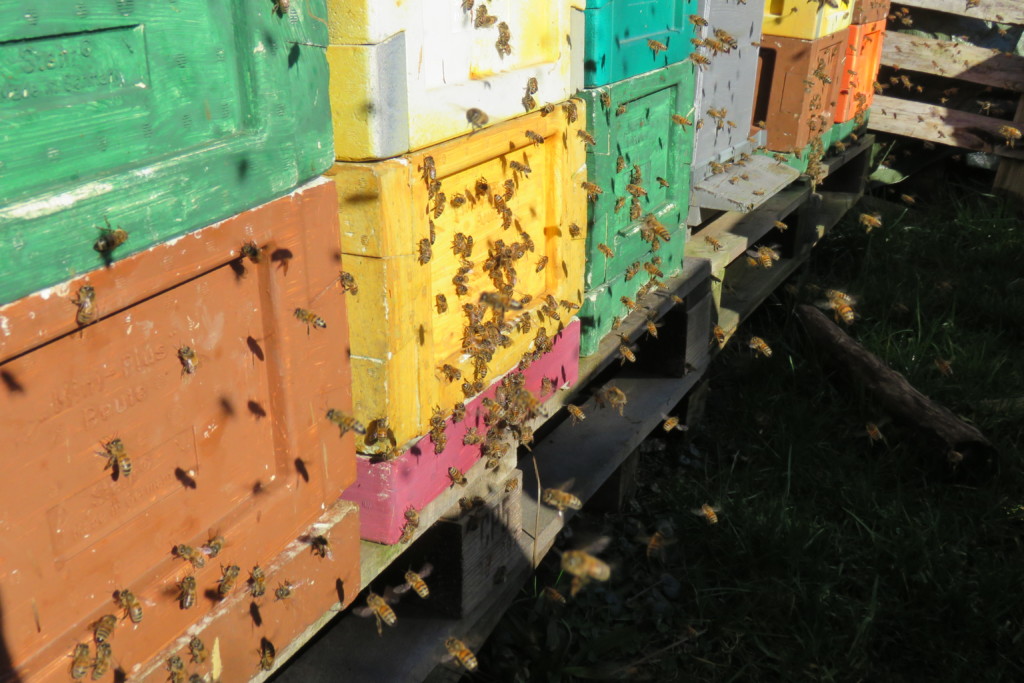 Bain d’abeilles 2019