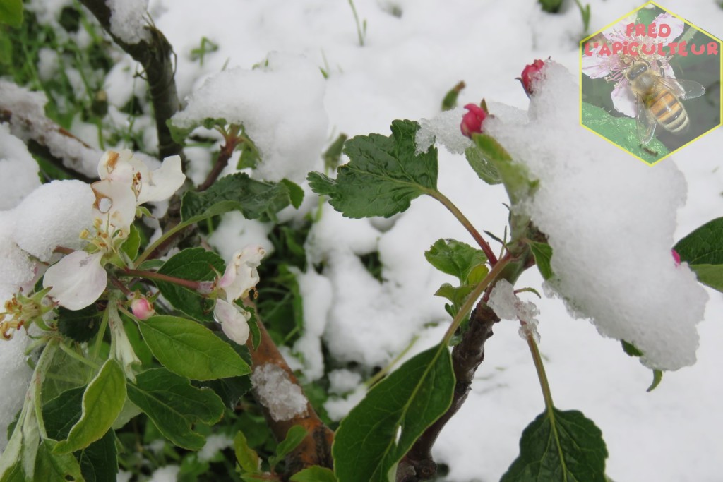 Aléas météorologiques…miellée de printemps: RIDEAU