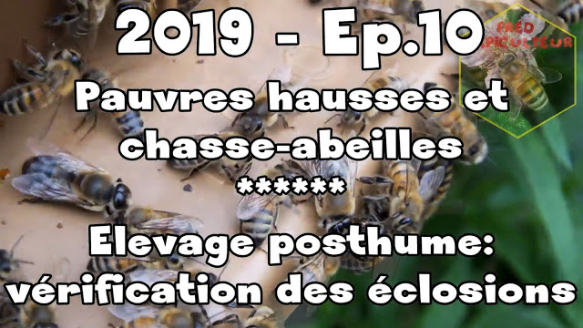 Pauvres hausses et chasse-abeilles/Elevage posthume: vérification des éclosions