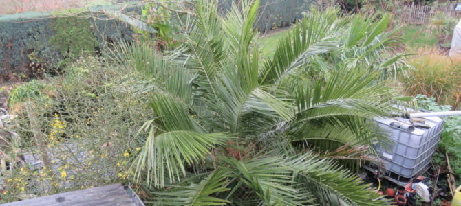 Jubaea et jardin 2020