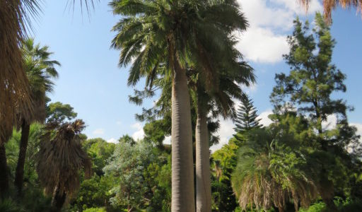 Le jardin botanique de la villa Thuret – Antibes Juan-les-Pins