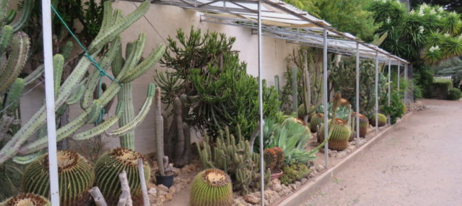Les Ets. KUENTZ, producteur de cactées et plantes grasses à Fréjus