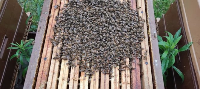 Dégouttement oxalique: influence de la température sur la grappe